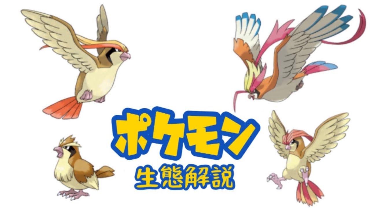 【ポケモン解説】「ポッポ」「ピジョン」「ピジョット」の生態・小ネタ・鳴き声について！