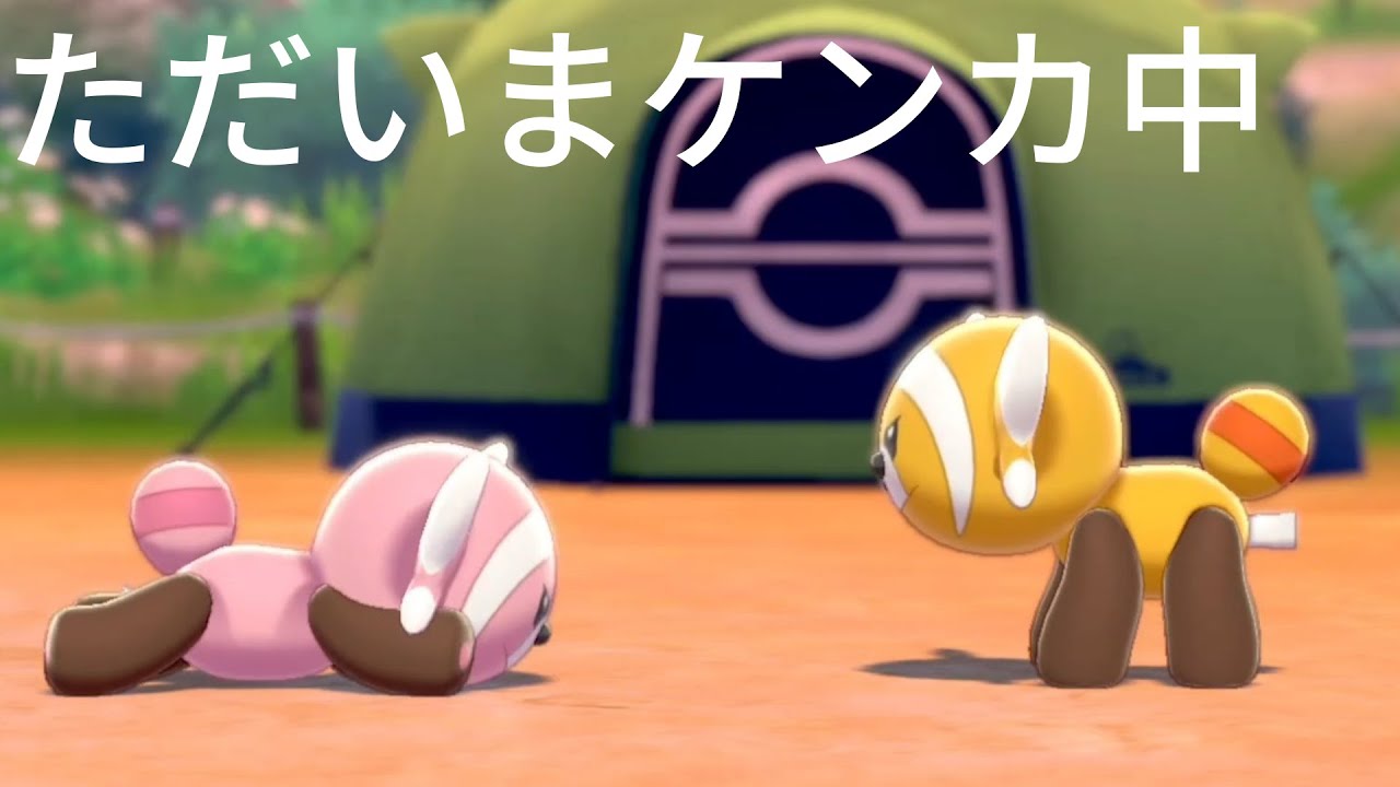 ケンカ中のヌイコグマも可愛い