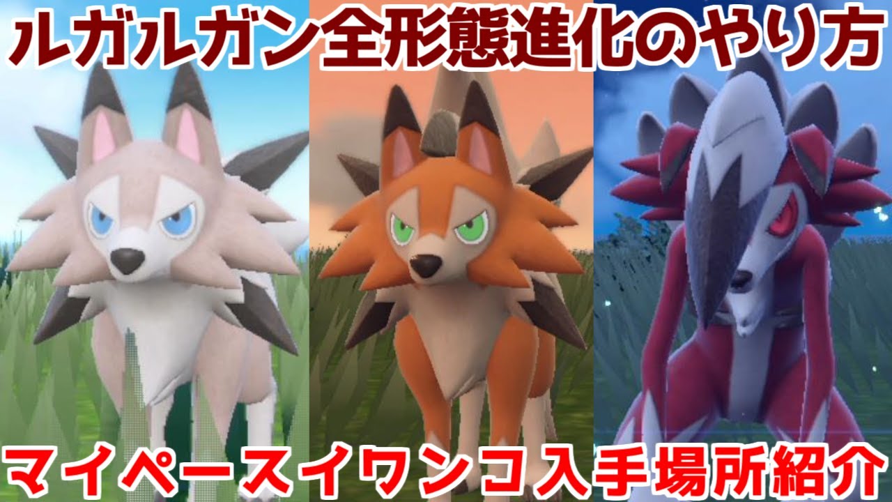 【ポケモンSV】テラスタル マイペース イワンコ ルガルガン たそがれ まひる まよなか  出現場所 入手方法 進化方法 攻略【ポケモン スカーレット・バイオレット】
