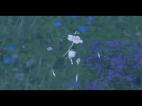 ポケモンSV 白いフラエッテの出現場所 入手方法 白色 フラージェス レア 攻略 #ポケモンSV #PokemonScarletViolet