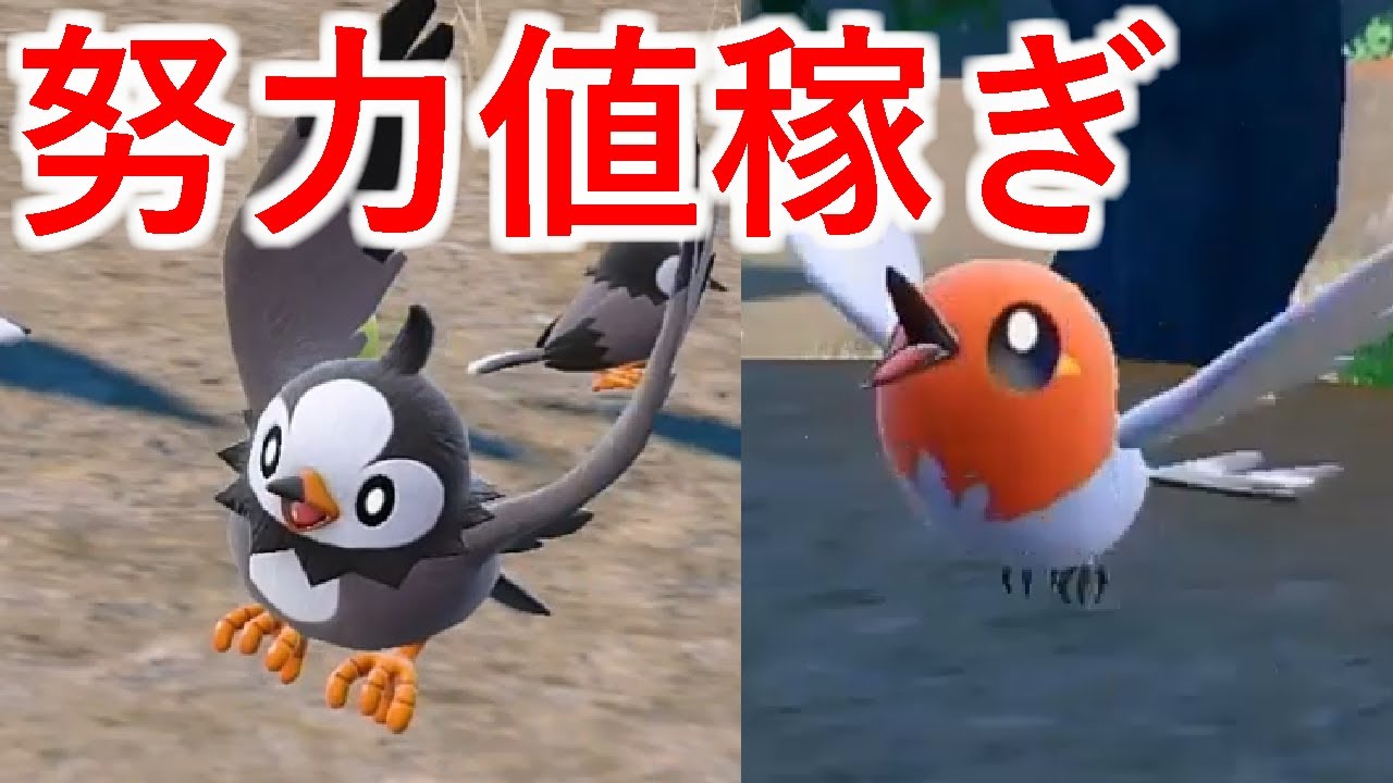 【ポケモンSV】素早さの努力値稼ぎにおすすめの場所「南2番エリア」のヤヤコマとムックル