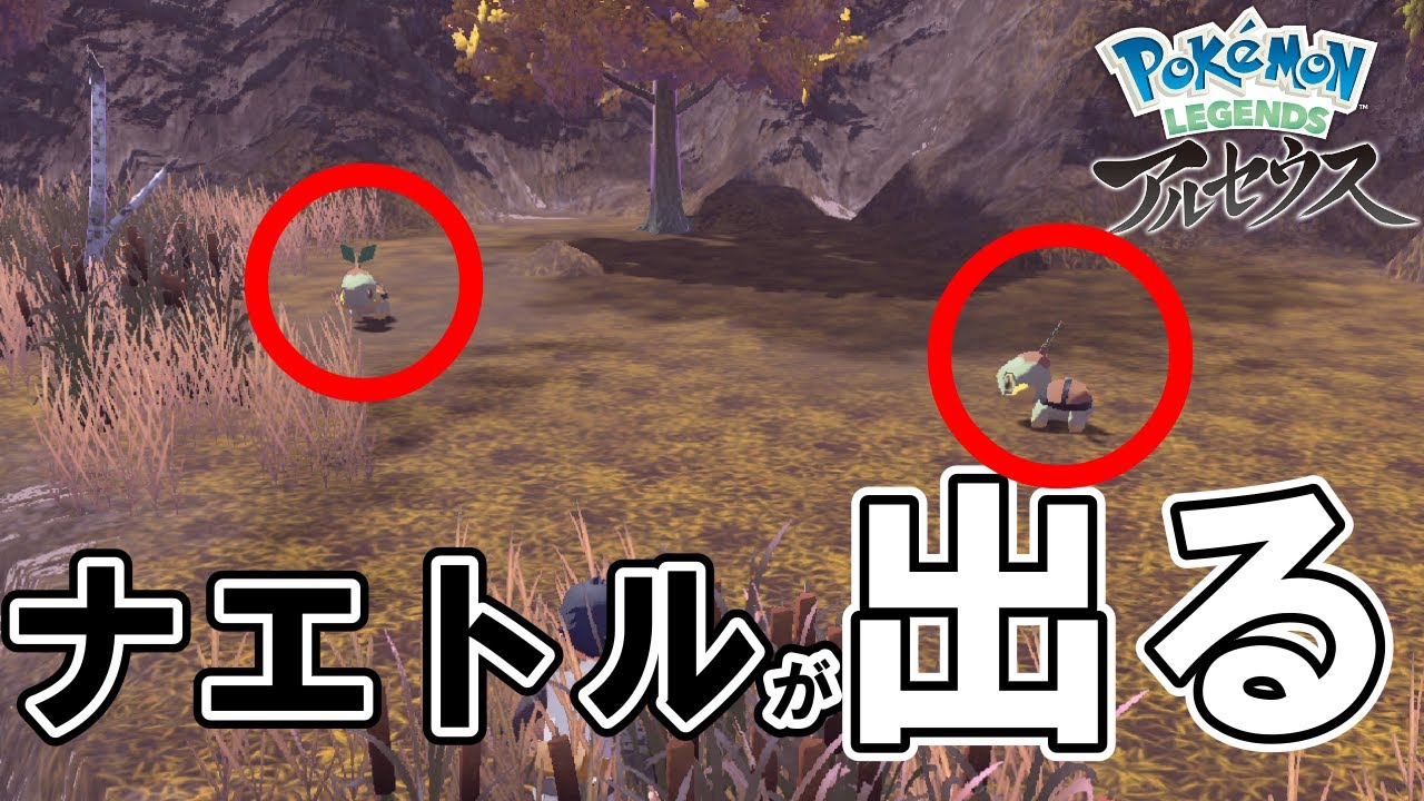【紅蓮の湿地】ナエトル/ハヤシガメの入手方法・捕まえ方【ポケモンレジェンズアルセウス】