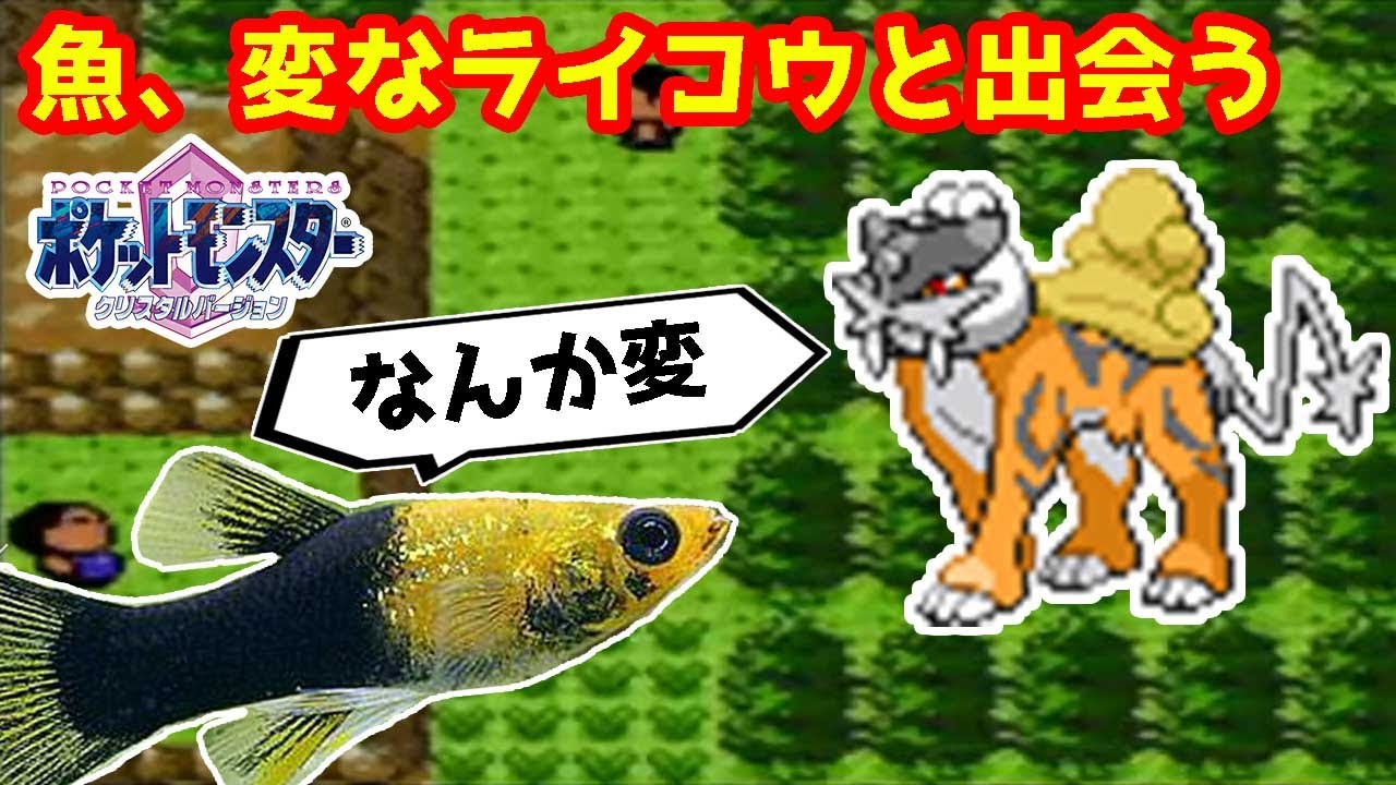 【奇跡】魚、変なライコウと出会う