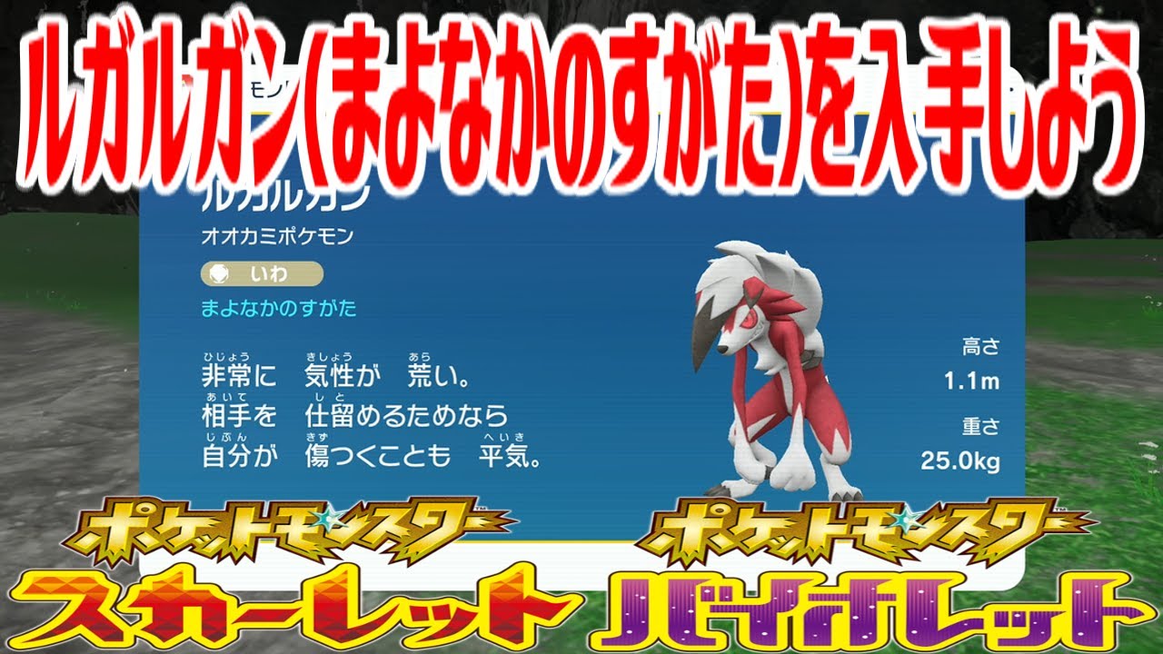 【ポケモンSV】ルガルガン(まよなかのすがた)を入手しよう【ポケットモンスター スカーレット・バイオレット】Pocket Monsters