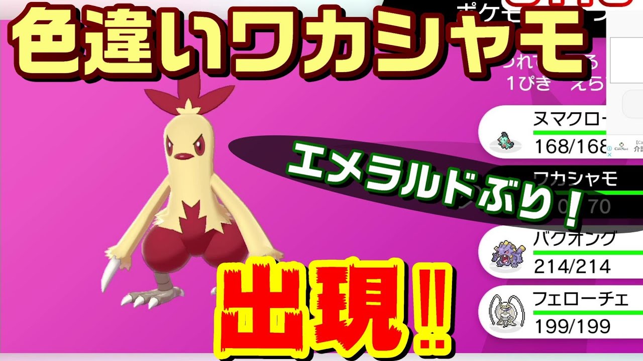 【ポケモン剣盾】色違いワカシャモが出たので過去一番いいニックネームを付けました ダイマックスアドベンチャー【鎧の孤島】【冠の雪原】