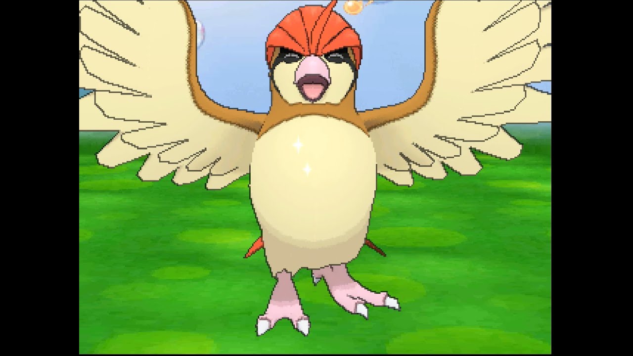 ポケパルレ　ピジョンと戯れるだけの動画