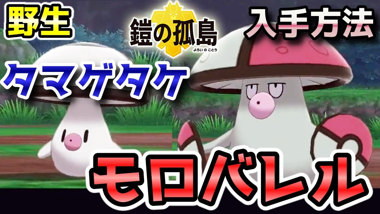 【鎧の孤島】『タマゲタケ・モロバレル』野生での出現場所・入手方法！進化条件も実況解説【ポケモン剣盾】ニャン速ちゃんねる