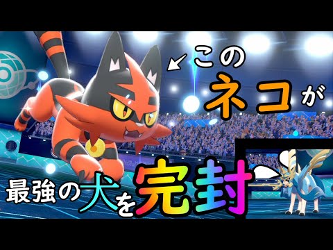 【ポケモン剣盾】誰も使ってないニャヒートがザシアン軸を完封できます