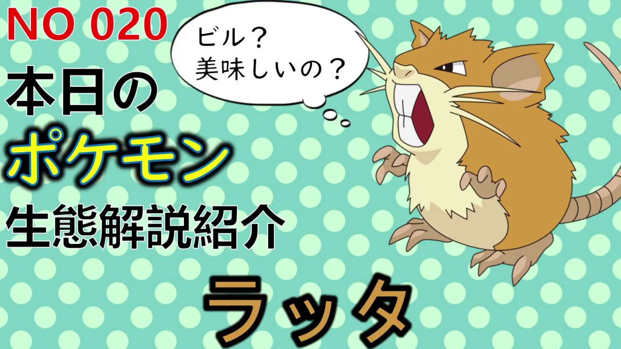 【考察】 「ポケモン解説」最強の生物兵器 ラッタの生態と小ネタ解説 019「ゆっくり実況ポケモン図鑑」 平日18時30分毎日投稿中！ 【ポケモン図鑑詳細版】