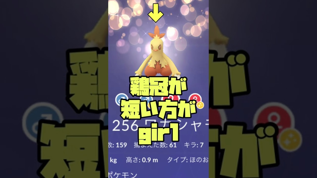 ワカシャモのオスメスの見分け方！