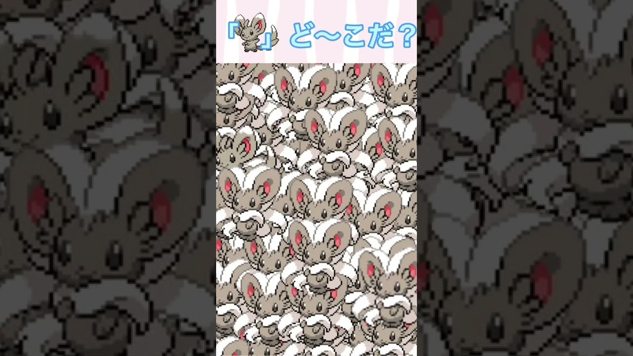【Pokemon】チラチーノに紛れてチラーミィが居るよ!|There's Minccino in Cinccino!