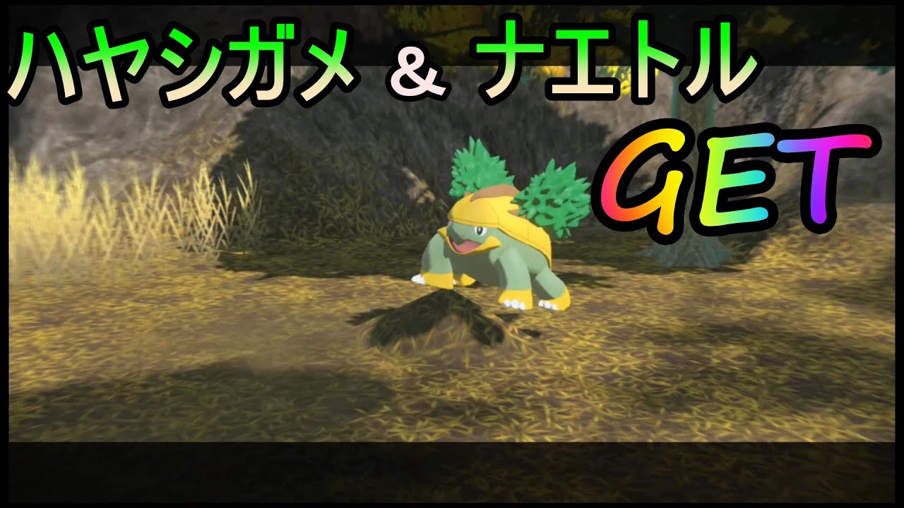 【ポケモン アルセウス】ハヤシガメ＆ナエトル ゲット！【Pokémon LEGENDS アルセウス】