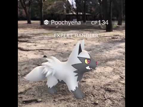 AR+のポチエナ