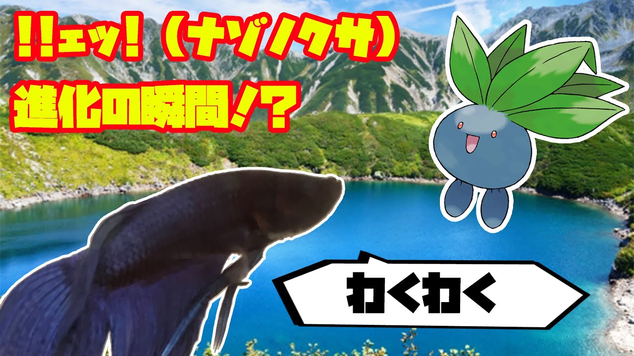 ！！ェッ！ (ナゾノクサ)、進化の瞬間！？【ポケモン】