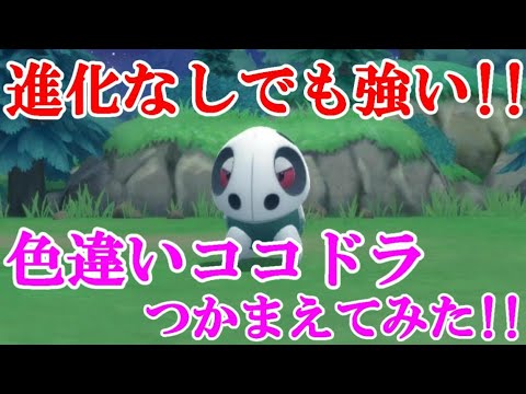 【ダイパリメイク】進化なしでも強い！！色違いココドラつかまえてみた！！