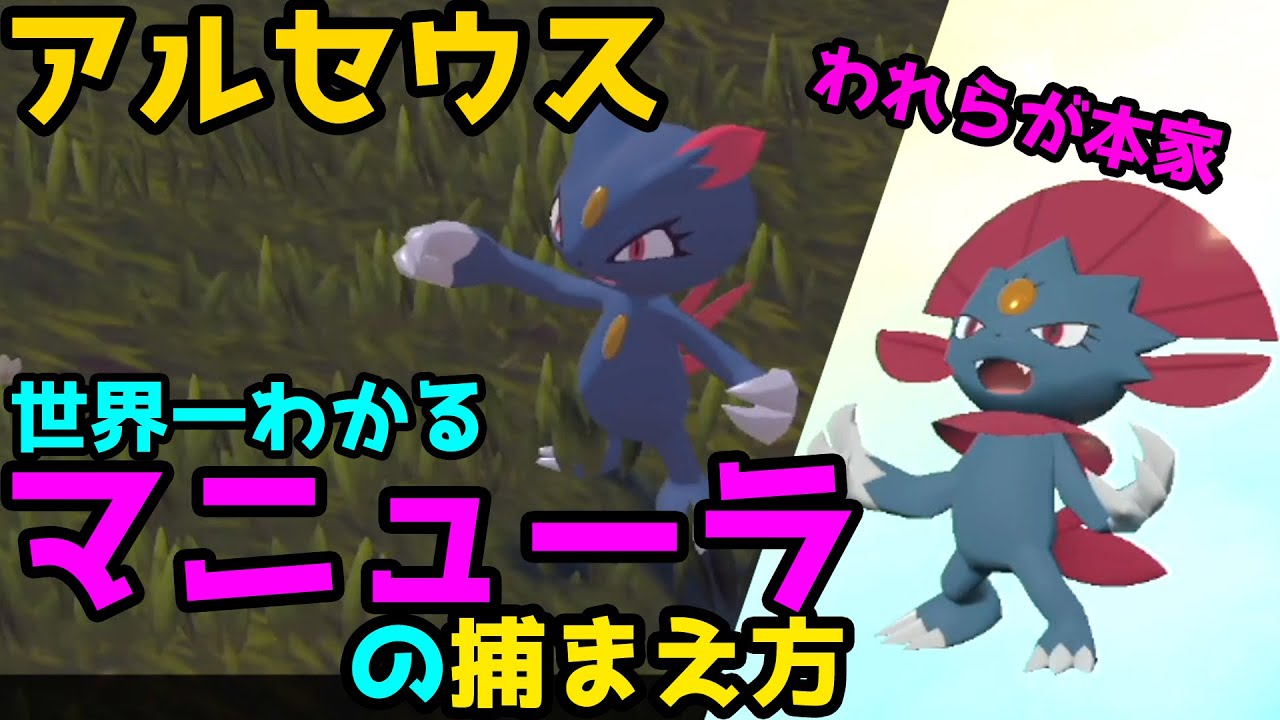 【アルセウス】世界一わかるニューラ・マニューラの捕まえ方【解説】