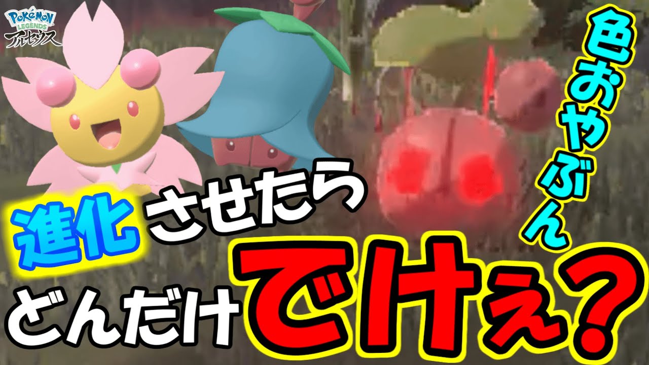 おやぶん色違いチェリンボを進化させたらどのぐらいでかくなるんだ？？ 【Pokémon LEGENDS アルセウス 】