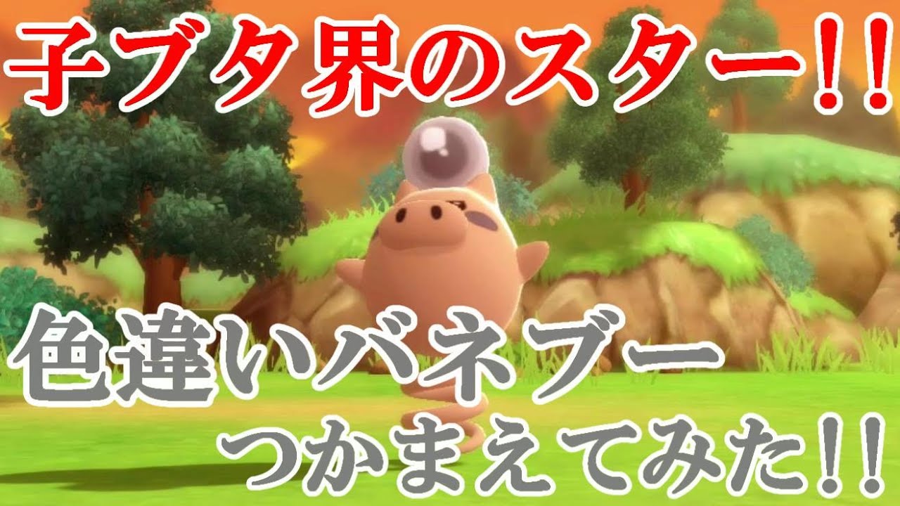 【ダイパリメイク】子ブタ界のスター！！色違いバネブーつかまえてみた！！