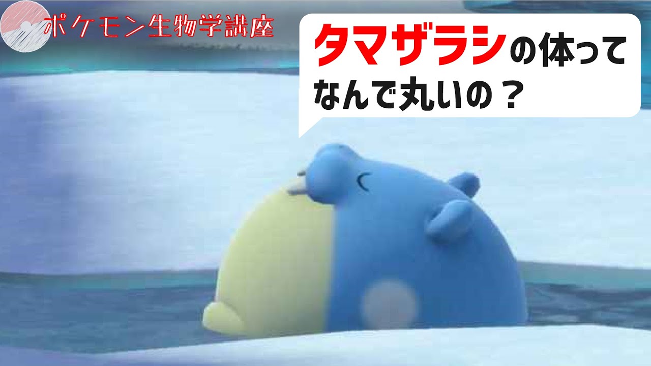 タマザラシの体ってなんで丸いの？｜ダイパリメイク、ポケモンgo、ポケモン剣盾解説！！ #Shorts