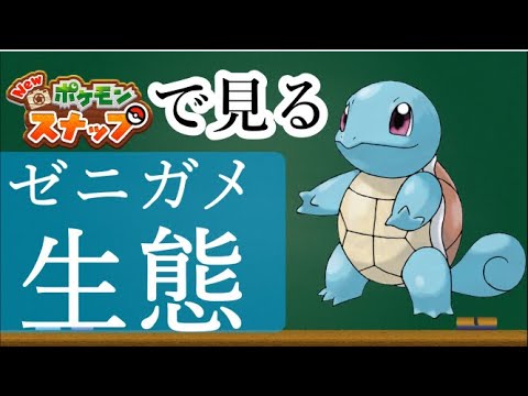 【３分で分かる】ゼニガメの生態【ポケモンスナップ】