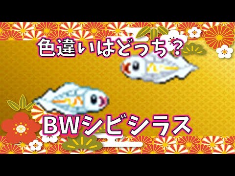 【色廃格付けチェック】～色違いシビシラス～ #shorts