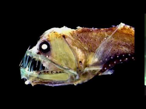 レート2500のプロが教えるポケモン必勝法！17【ハンテールRevolution】