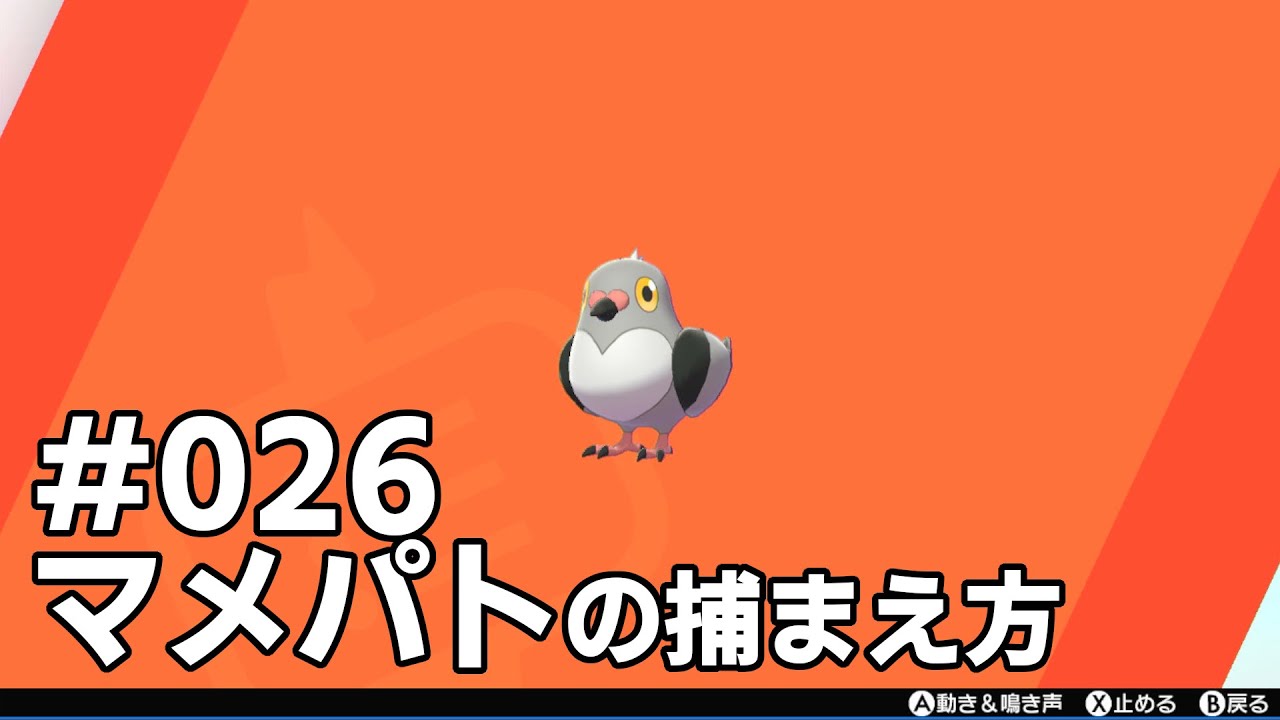 マメパトを探している方に見てほしい動画