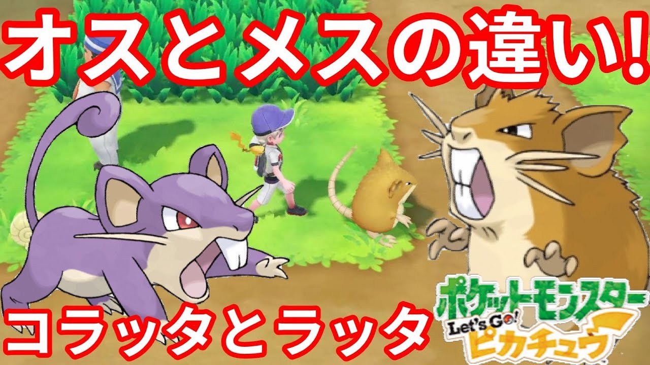 え！？コラッタとラッタがオスとメスで違うの知らなかった！！【ポケモンLet'sGO！ピカチュウ】