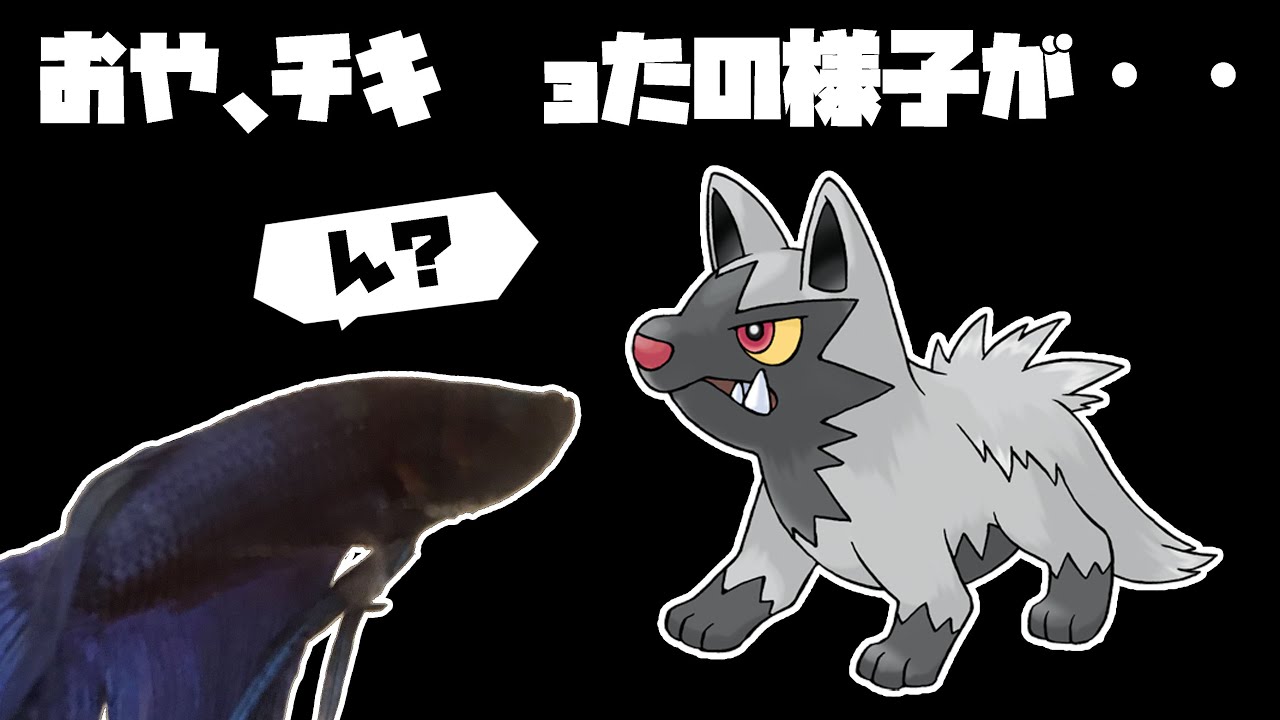 チキ　ョたという名のポチエナ【ポケモン】