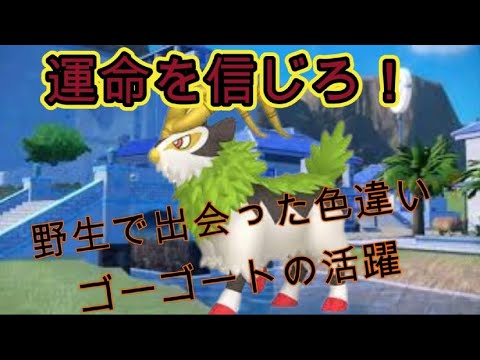 運命的に出会った色違い『ゴーゴート』をなんとか活躍させたいんじゃ！【ポケモンSV】