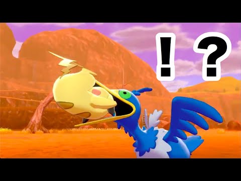 【悲報】ピカ様、ウッウに喰われる【ポケモン剣盾】