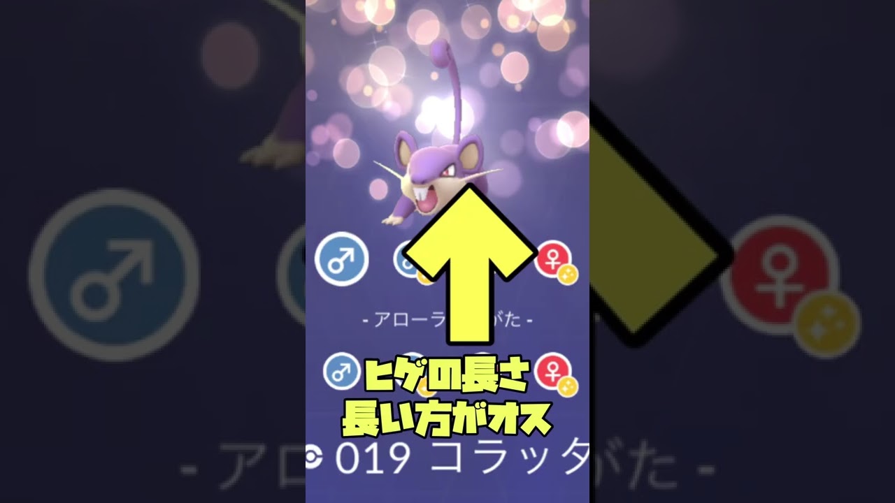 コラッタのオスメスの見分け方