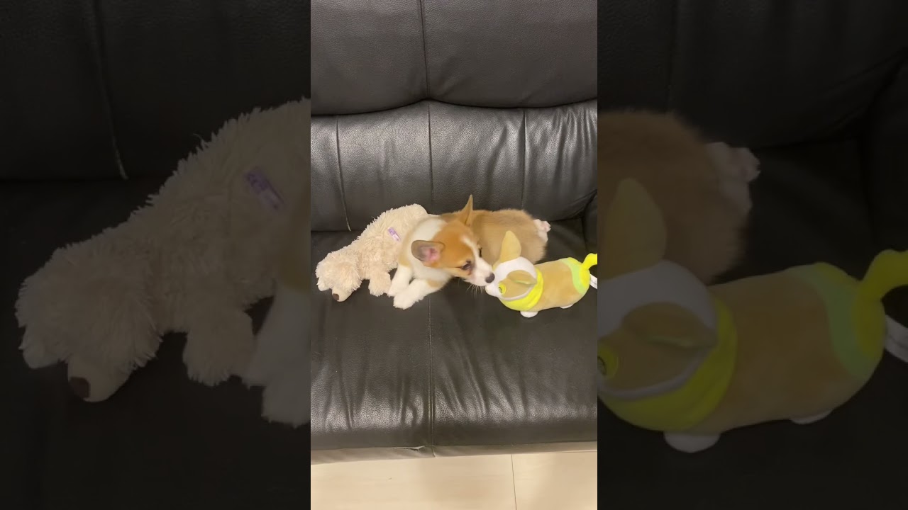 ポケモン(ワンパチ)を襲うえるくん