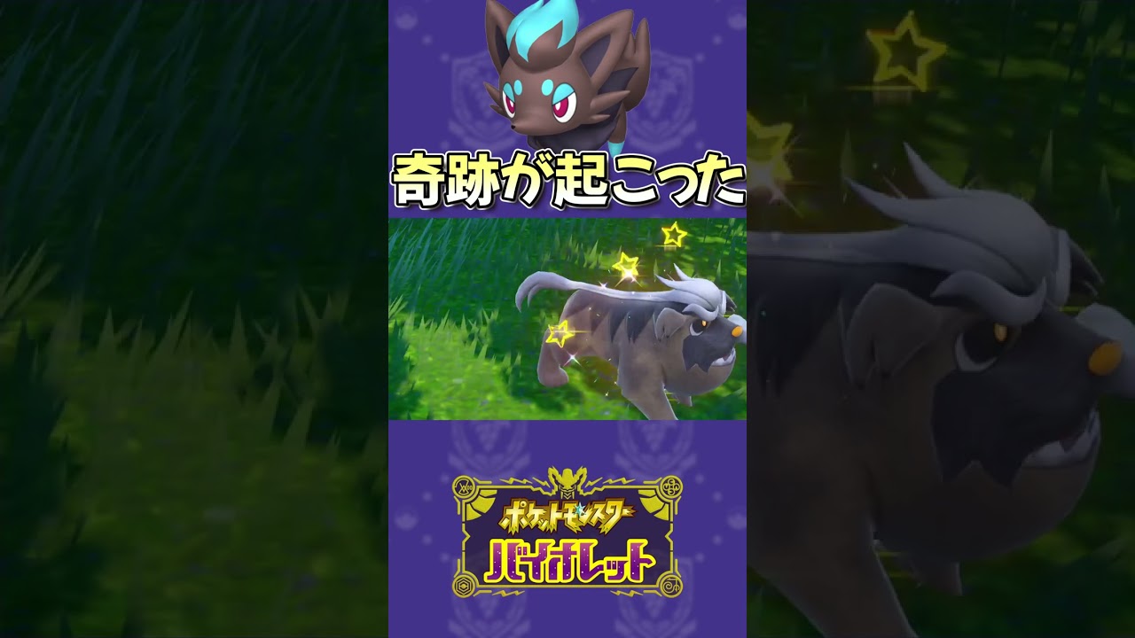 【神回】色違いゾロアGETしたらとんでもない証ついてたwww#shorts