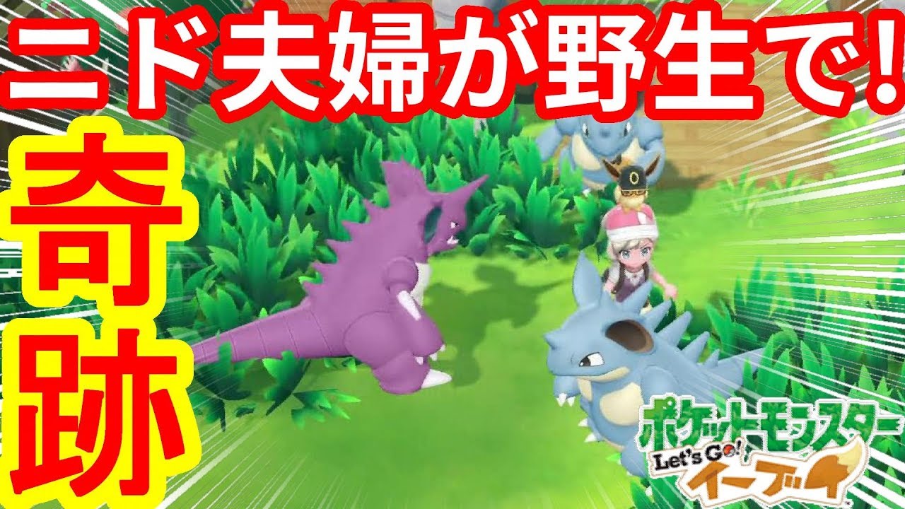 奇跡再び！？ニドキングきたー！ニド夫婦を野生でゲット！！【ポケモンLet'sGO！イーブイ】