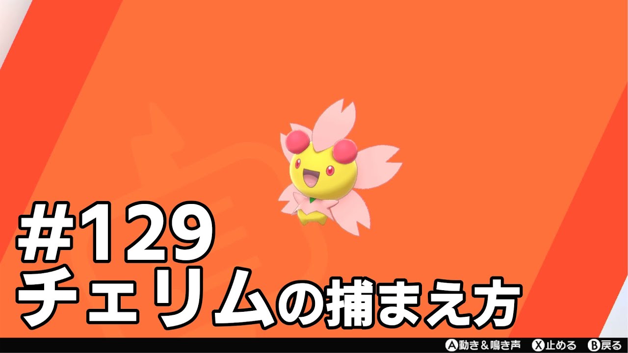 チェリムを探している方に見てほしい動画