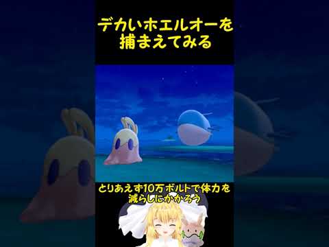 【#shorts】ヨロイ島のデカいホエルオーを捕まえてみる【ポケモン剣盾】【ゆっくり実況】