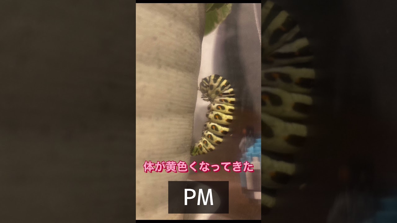 キアゲハの蛹化｜サナギ｜リアルトランセル｜トランセル｜
