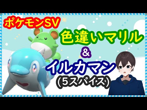 🔴【ポケモンSV】マリルの色違いレイド配布＋5スパイスレイド＋視聴者同士の交流所（レイド募集・ポケモン交換・ポケモン対戦・攻略情報など） 2022年12月26日 夜～翌朝の部