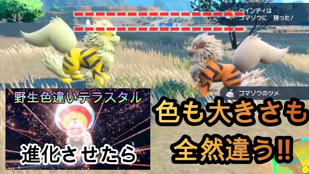 ポケモンＳⅤ 大きい色違いウインディ 色と大きさ比べ