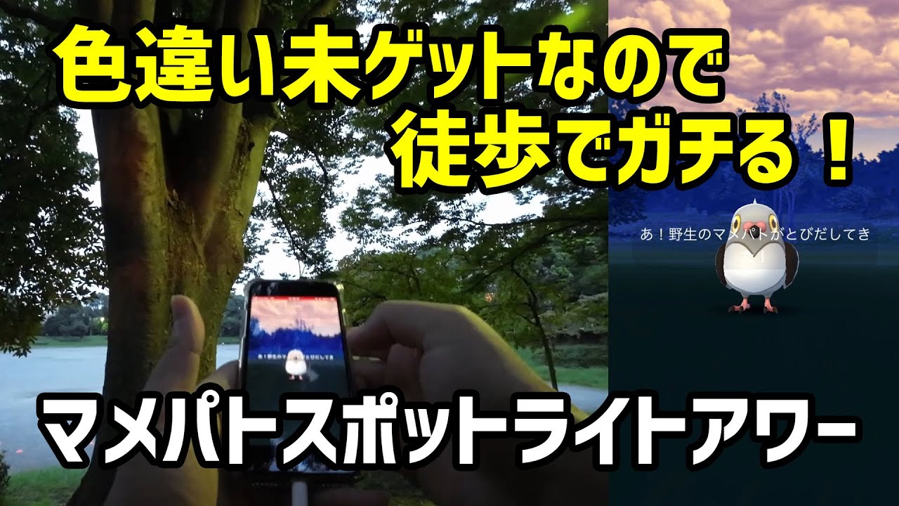 【ポケモンGO】これがリアル！色違い未ゲット、マメパトのスポットライトアワー