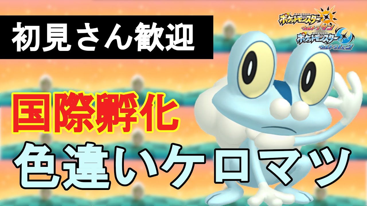 【USUM】900個目から！国際孵化で色違いケロマツ厳選！【12日目】【2週間目】