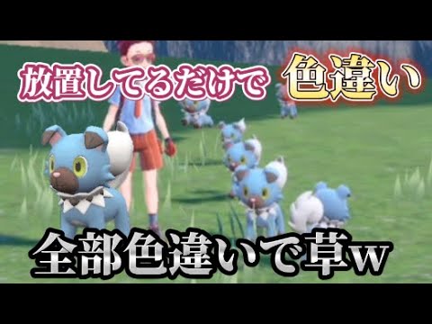 ほぼ放置してるだけで色違いのイワンコが大量にGETできますw【ポケモンSV】