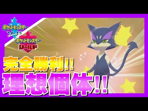 完全理想個体の色違いチョロネコを出してしまう男　【ポケモン剣盾】