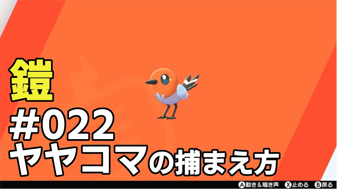 ヤヤコマを探している方に見てほしい動画