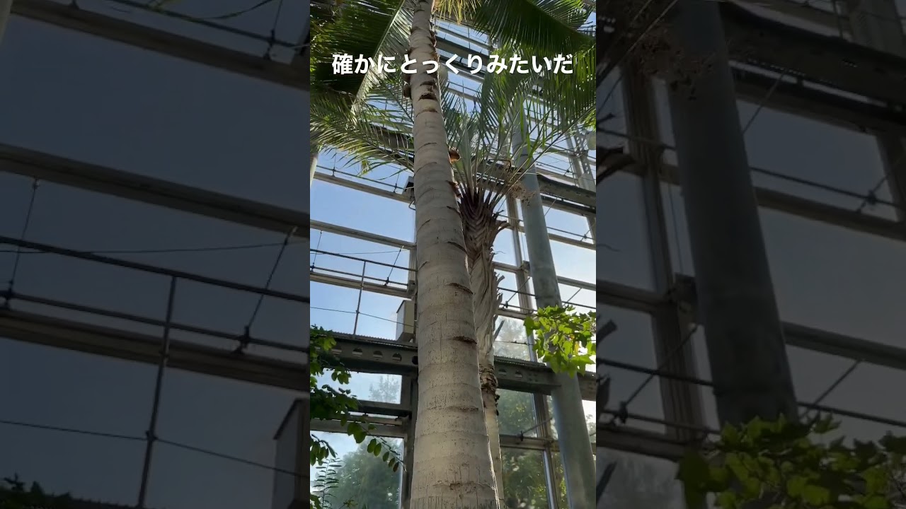 今の人が名前を付けたらアローラナッシーになるのかなぁとか想像したり#shorts 鶴見緑地咲くやこの花館