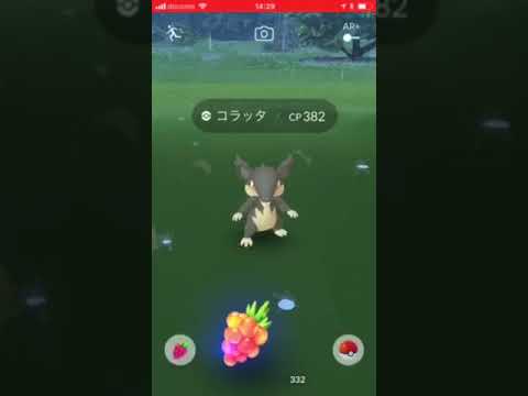 速報⁈ アローラの姿のコラッタ発見⁈ ポケモンGO