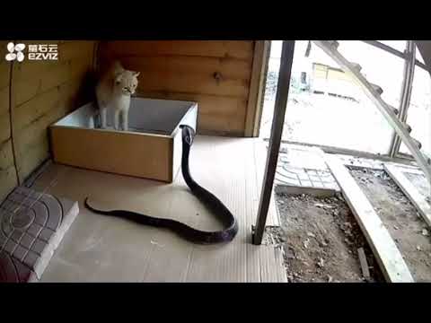 ポケモンバトル！リアル鳴き声入れてニャースとアーボックの戦闘シーン！！