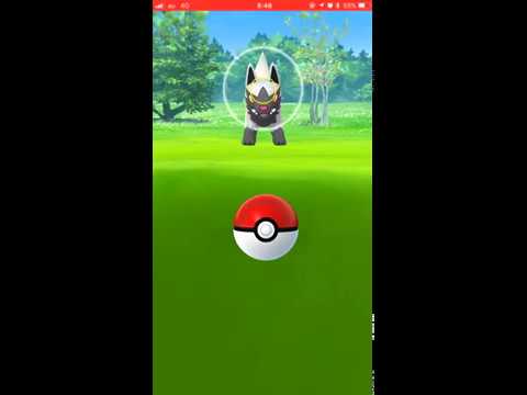 【Pokémon GO Excellent Throw】261 ポチエナ (Poochyena)