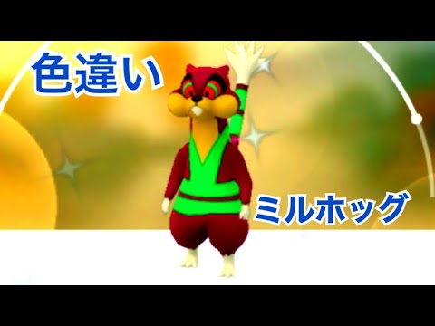 ポケモンGO 色違いミルホッグ